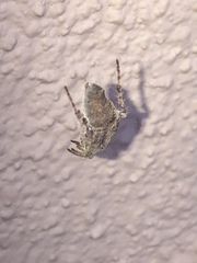 Eriophora edax
