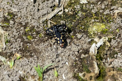 Cicindela haemorrhagica