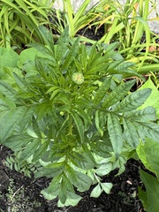 Tagetes