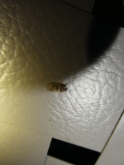 Melanoliarus placitus