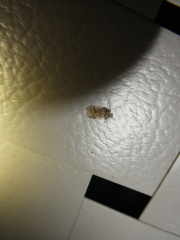 Melanoliarus placitus