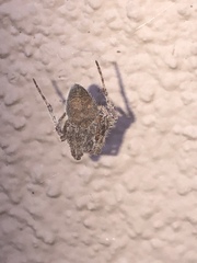 Eriophora edax