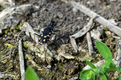 Cicindela haemorrhagica