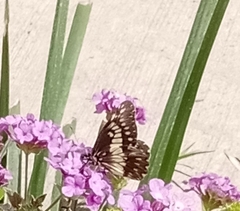 Catasticta nimbice