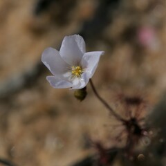Drosera radicans