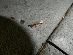 Dicromantispa interrupta