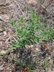 Trichostema brachiatum