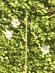 Bacopa monnieri
