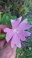 Malva alcea