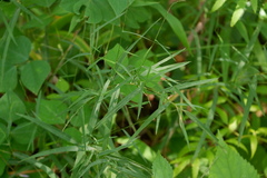 Muhlenbergia schreberi