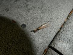 Dicromantispa interrupta