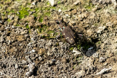 Cicindela oregona