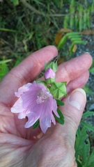 Malva alcea