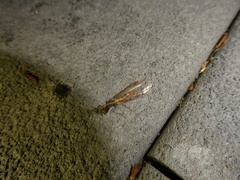 Dicromantispa interrupta