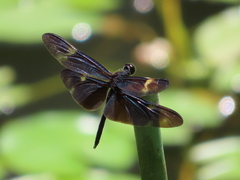 Rhyothemis regia