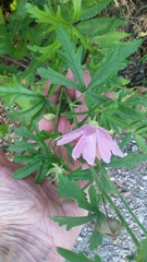 Malva alcea