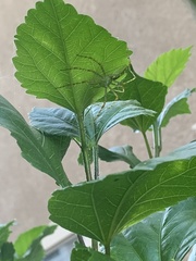 Peucetia viridans