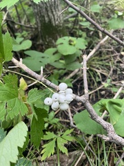 Actaea rubra neglecta