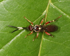 Cratichneumon