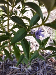 Trichostema brachiatum