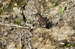 Cicindela oregona