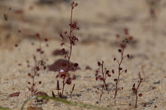 Drosera radicans