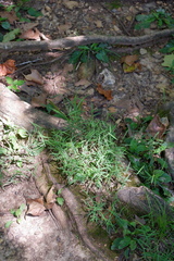 Muhlenbergia schreberi