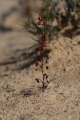 Drosera radicans
