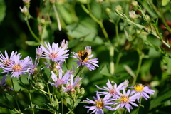 Ochlodes sylvanoides