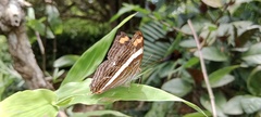 Adelpha
