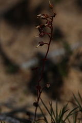 Drosera radicans