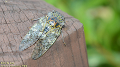 Platypleura kaempferi