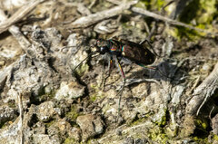 Cicindela oregona