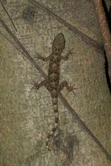 Gekko chinensis