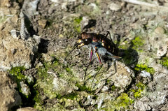 Cicindela oregona