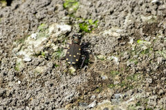 Cicindela oregona