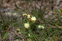 Acacia quadrilateralis