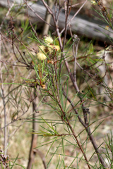 Acacia quadrilateralis