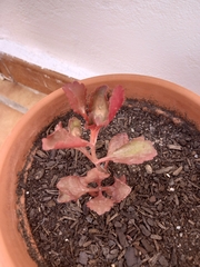 Kalanchoe sexangularis