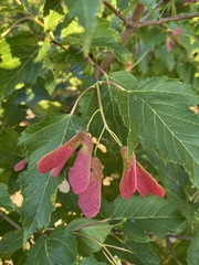Acer spicatum