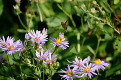 Ochlodes sylvanoides