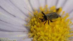 Adelphocoris triannulatus