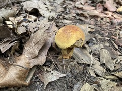Boletus subvelutipes