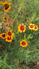 Coreopsis tinctoria