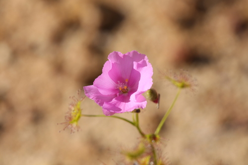 Image of Drosera neesii by (c) Hugo Innes, some rights reserved (CC BY)