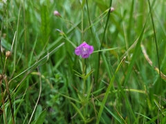 Agalinis tenuifolia