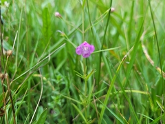 Agalinis tenuifolia