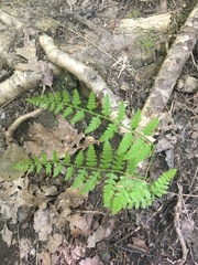 Dryopteris cristata