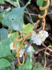 Cuscuta gronovii