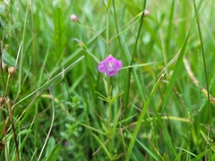 Agalinis tenuifolia